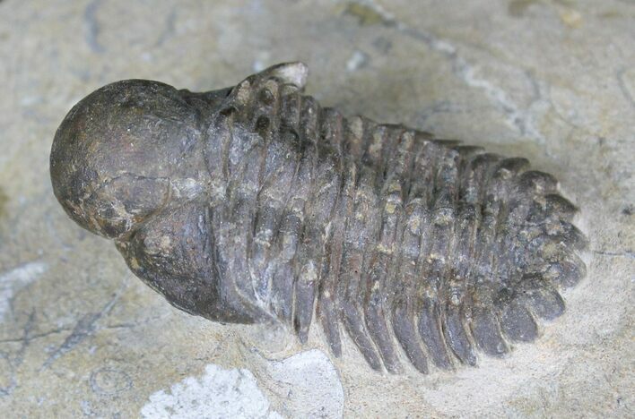 Rare Bulbous Nosed Actinopeltis Trilobite - #21536